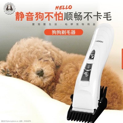 寵物用品全攻略 如何為愛寵選擇最佳裝備與護理用品